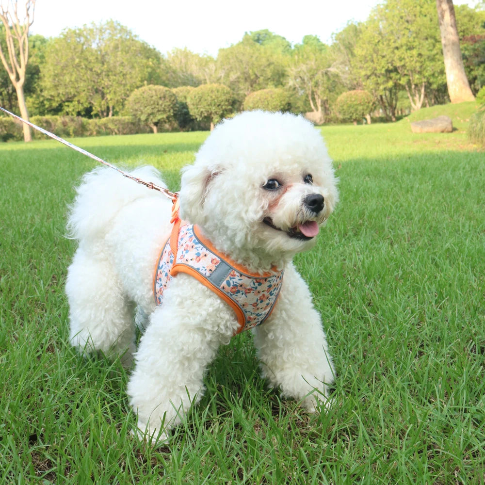 PawComfort Harness Set