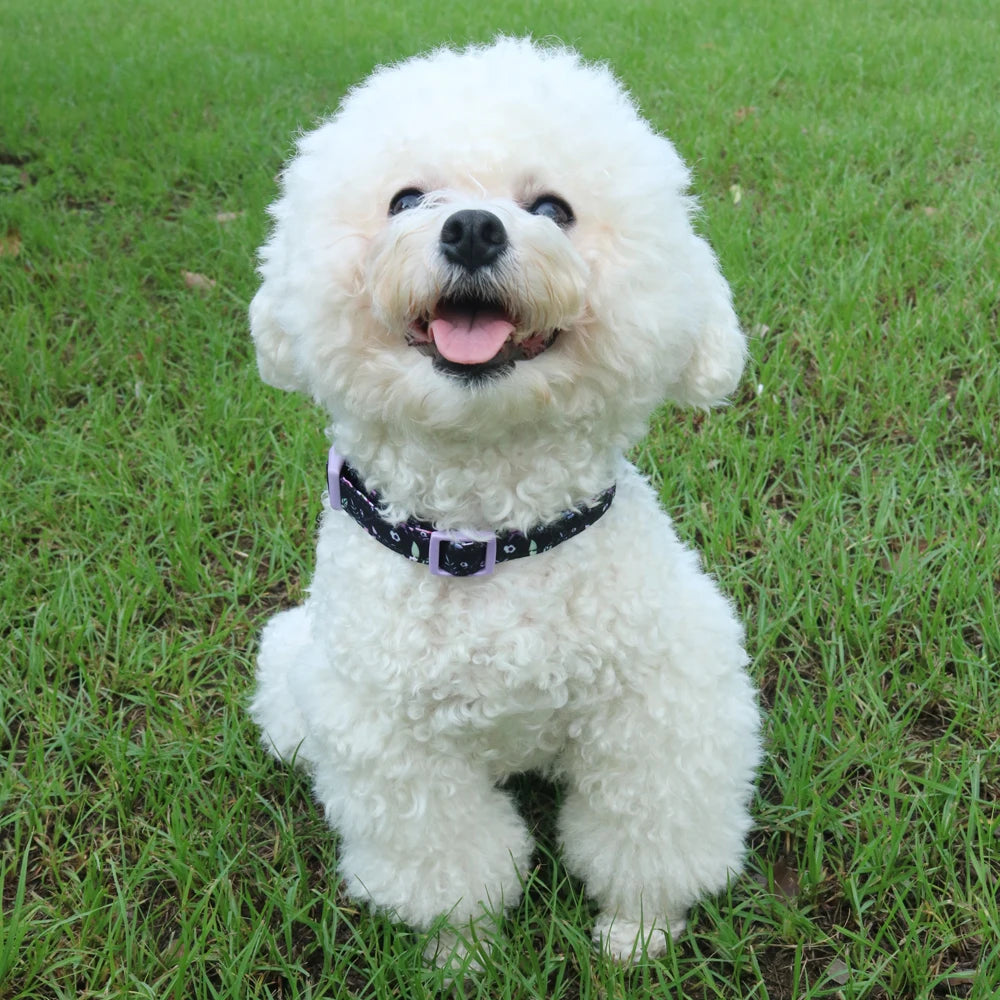 PawComfort Harness Set